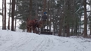 Duke and Grace on the Galeion Pony road grader, just knocking the crust off the steep parts of our farm driveway. | Ridgewind Farm Suffolks, Private Instruction