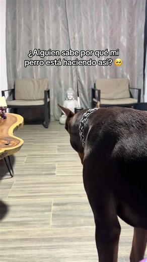 Lleva más de 5 minutos haciéndolo.. | perritos