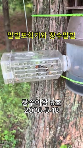 장수여왕 6호-8호까지 #장수말벌, #vespa_mandarinia, #말벌포획기, #여왕벌, #장수말벌여왕, #유인트랩