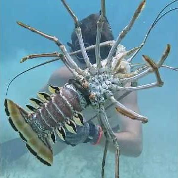 This is How a Lobster Snare Works! #spearfishing #fishing