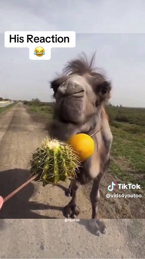 Hilarious Camel's Reaction to Eating a Lemon