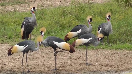 Show us your best crane dance moves! 🕺💃 Cranes have a unique dance style, and we're celebrating with a fun music video starring King Dodds and Cinderella Star, our two new grey crowned cranes. Keep an eye out for familiar community faces joining the dance—who do you think did it best? | Zoo Boise