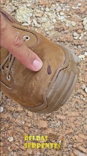 rattlesnake keeps biting our steel boot
