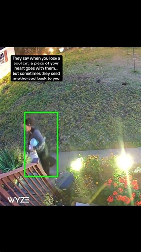 The cat distribution system works in mysterious ways #straycat #feralcat @bcollectivefinds