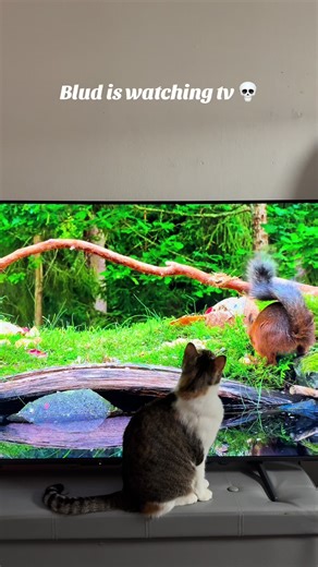 luna_princess (@luna_princess_cat)’s videos with original sound - luna_princess