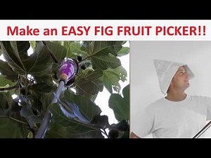 Make an EASY Fig Fruit Picker!!