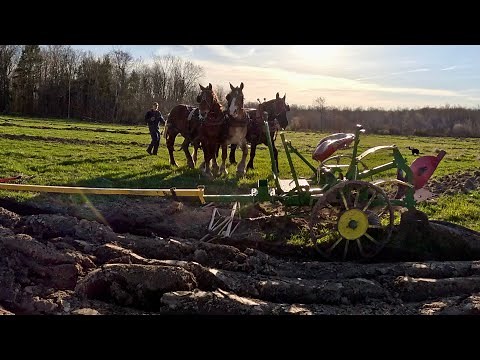 Three Draft Horse Breeds Plowing Together! // Draft Horse Farming #630