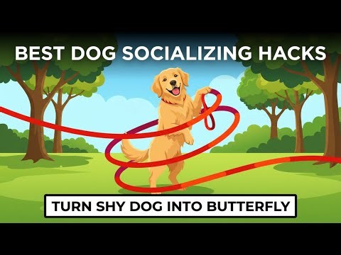Ultimate Guide: Socializing Your Dog the Right Way 👯‍♂️🐕