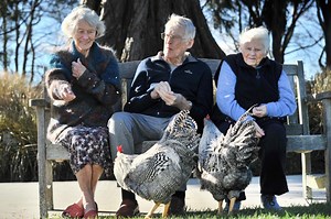 'Gorgeous' roosters outstay welcome
