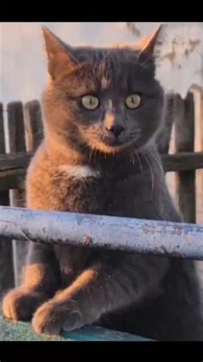 It's springtime, Mowgli. #cat #foryou #cute