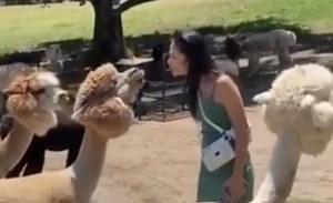 Woah: Chick Was Tryna Kiss A Llama & Lets Just Say She Got A Whole Lot Of Spit!