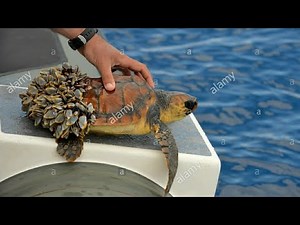 Removing Barnacles from Sea Turtles!!Caring For Turtles!!!