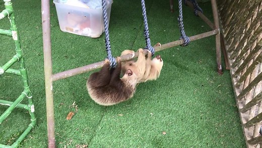 6.6K views · 776 reactions | Sloth Sanctuary Costa Rica on Reels | Facebook