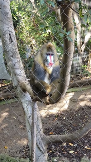 Mandrill Monkey in a tree at the San Diego Zoo California