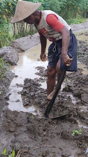 Hoeing and stomping on the ground to soften it