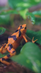 70K views · 3.6K reactions | Hoppy news for conservation  San...