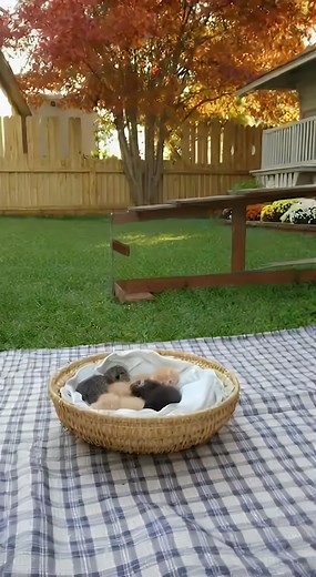 Mother Cat Battles Monkey to Save Her Kitten 😱🐱🐒💥#cat #monkey #protect #shorts #AI | Chunky Cat and Friends