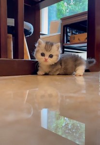 Cuteness overload! Sweet short-leg kittens EPS7 😺😍😘 | Cuteanimalshare