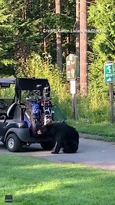 'WILD' SWING: Bear rips through players' golf bags, then steals one. https://trib.al/4UK18i8 | Fox News