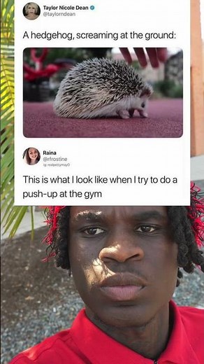 A hedgehog, screaming at the ground: