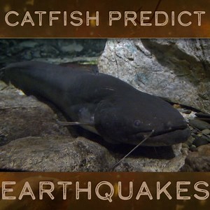 59K views · 843 reactions | A scientist has been testing the correlation between the movement and agitation of catfish and when earthquakes happen. Evidence suggest they become more agitated in the build up to an earthquake. #RiverMonsters #Jeremy #Earthquake | River Monsters Global | Facebook