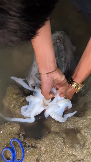 Giant Cuttlefish Beak Revealed! 🦑 Unbelievable Sea Creature