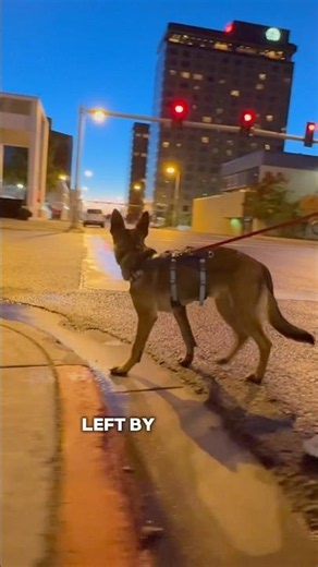 The Secret Reason Behind Dog Anxiety