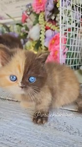 3.1M views · 66K reactions | She is a work of art! #persiancat #persiancatlovers #whitepersiancat #instacat #meowed #catsofinstagram #instacat #catsofig #persiancatsofinstagram #fluffycat #catlovers #miaow #cats_of_instagram #catstagramcat #catlife #dailymeow #petsofinstagram #gatos #kittycat #meow #catoftheday #kittenlovers #catsfunny #explore #explorepage #fyp #reels | Dollface Persian Kittens | Facebook