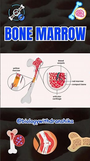 Bone marrow – the root of life & immunity! 🩸💪 #bcellall #immune #bonemarrowaspiration #immunecells