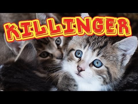 Kattekillinger har det sjovt