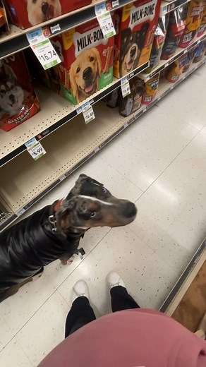 Hey everyone would you be intrested in a free evaulation have no fear I’m her we offer dozens of services! Sign up today! | Tailored dog training