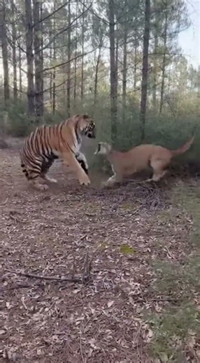 Tiger vs Puma — Rare Predator Clash Caught on Camera
