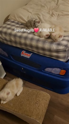 British shorthair and Maine Coon cats, Canada 🇨🇦 Ontario on Instagram: "❤️ Maine coon babies ❤️ We have newborn litter of 8 kittens 💞 #mainecoonsofinstagram #cutekitten #mainecoonusa #canada🇨🇦 #mainecoonlovers #mainecoonkittens #adoptnow"