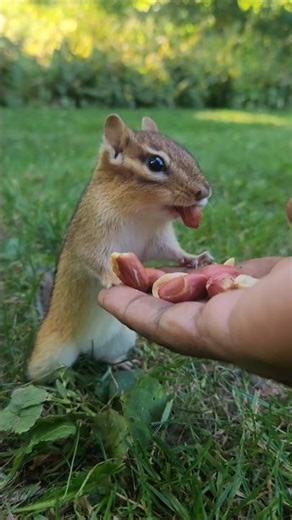 Cute Chipmunk Eating Peanuts Sounds