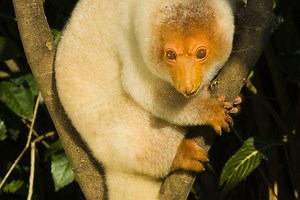 Play with a tree kangaroo at the Nature Park - Amazing Port Moresby, City Guide