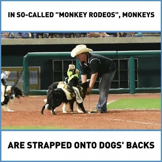 'Monkey Rodeos' Are NEVER OK—Here's Why