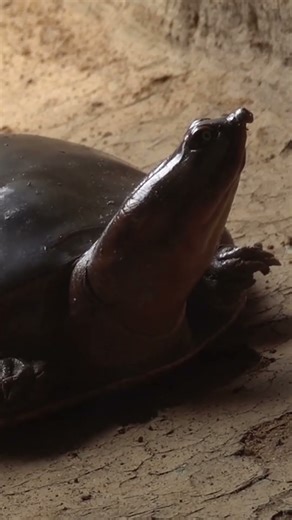Meet the World's Most Mysterious Turtle!