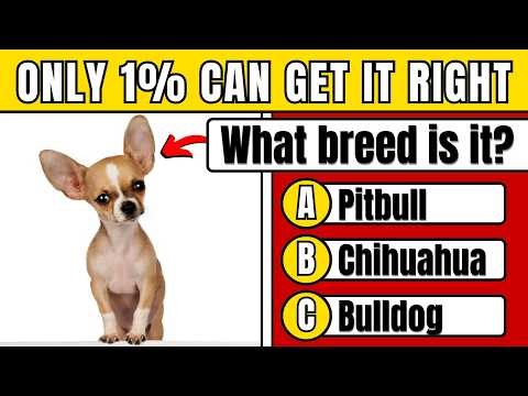 Do You REALLY Love Dogs? Prove It In This 100-Question QUIZ! 🐶🦴