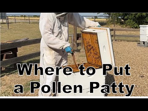 BEEKEEPING: How to Feed a Pollen Patty (And Where to Put it)