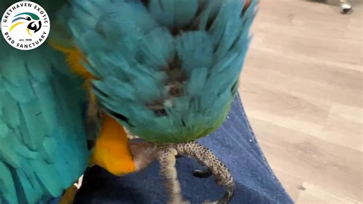 Cesar is a cuddly, affectionate blue-and-gold macaw, who is available for adoption to a qualified home. Adopt, don't shop. | Greyhaven Exotic Bird Sanctuary