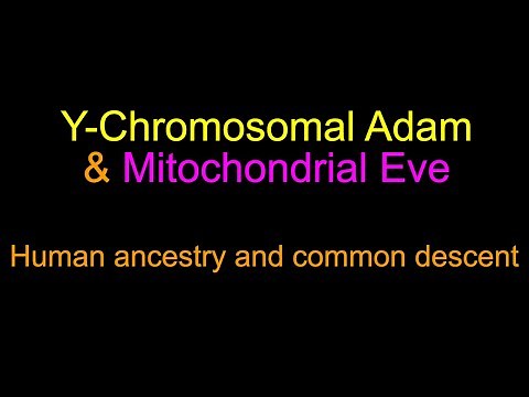 Y-Chromosomal Adam & Mitochondrial Eve - human ancestry