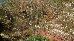 6.8K views · 167 reactions | The scenery is waking up for a gorgeous season in the Smokies! Book Your Cabin at hiddenmountain.com or Call us at 865-453-9850! | Hidden Mountain Resort | Facebook