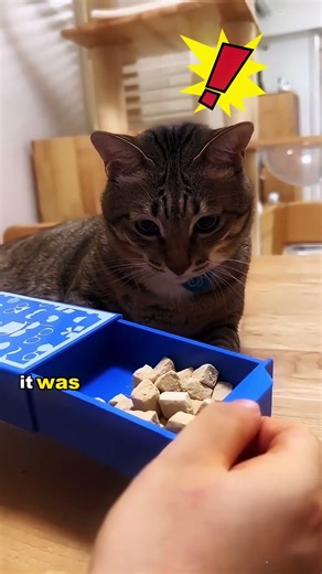 Do a magic trick for the cat