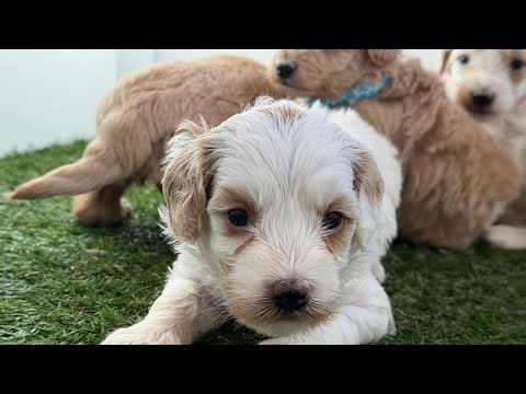 Lucy-Flynn 3/8/26 havapoo puppies 4 weeks old