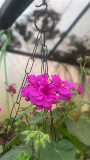 Caring for Hanging Geraniums: Tips and Tricks