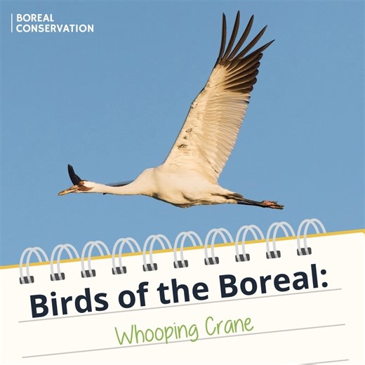 5.3K views · 167 reactions | DYK that nearly all of the world's last...