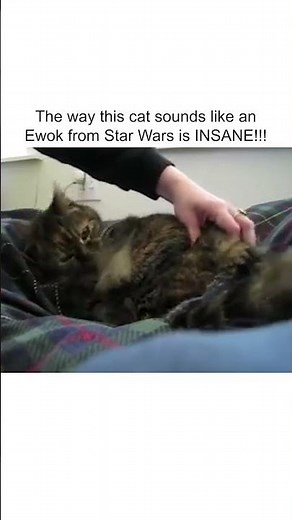 Hilarious Cat Sounds EXACTLY Like Star Wars Character!