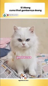 JUST LOOK AT THE PICTURE!?😂 #funnyshorts #funnycats #videoshorts #catlovers