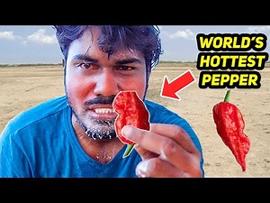 World's Extreme Spiciest Chilli Eating Challenge Went Wrong | Carolina Reaper | Mad Brothers