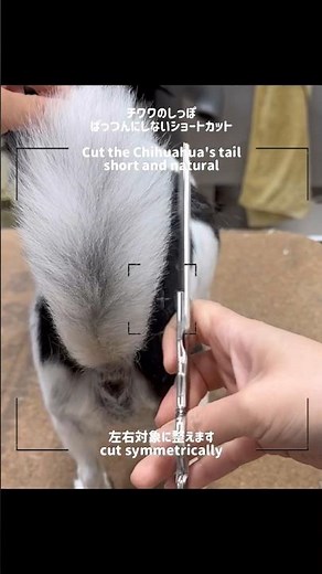 トリマー目線でチワワのしっぽカット #pet #トリミングサロン #チワワ